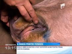 Boala limbii albastre, maladie care ucide animalele