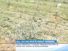 Goji, cultură nouă în pământ românesc