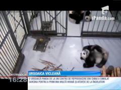 O ursoaică a simulat sarcina pentru a primi mai multă atenție de la îngrijitori