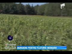 Buruieni pentru fluturii-monarh