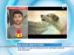 Mai puțini câini maidanezi pe străzile Capitalei