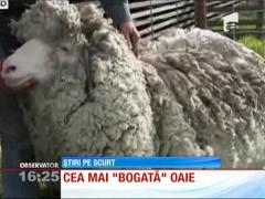 Oaia cu cea mai multă lână