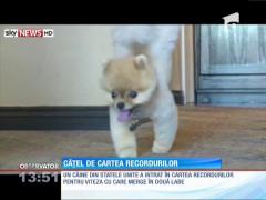 Un căţel a intrat în Cartea Recordurilor pentru viteză!