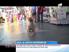 Cel mai rapid căţel din lume care fuge în două picioare