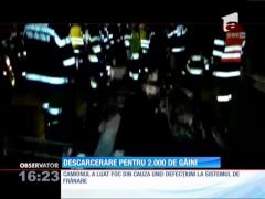 Descarcerare pentru 2.000 de găini aflate într-un camion în flăcări