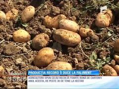 Producţia record la cartofi le aduce falimentul