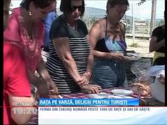 Gurmanzii şi-au găsit refugiul la Chichiş, în Covasna