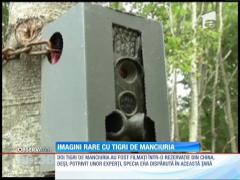 Doi tigri de Manciuria surprinși în China