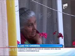 Cultură de cannabis, descoperită în urma unui incendiu