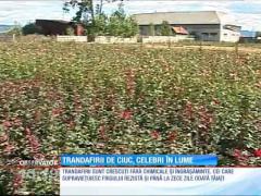 Trandafirii din bazinul Ciucului, celebri în lume