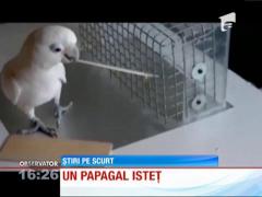 Cel mai deştept papagal