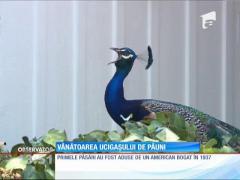 Vânătoarea ucigaşului de păuni