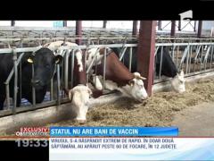 România nu are bani pentru vaccinul împotriva bolii limbi albastre!