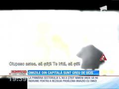 Omizile din Bucureşti sunt greu de ucis