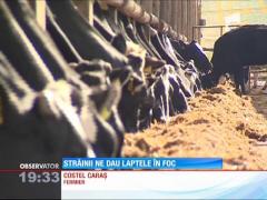 Românii vor mânca numai brânzeturi şi lapte din import