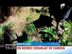 Un berbec deloc prietenos în faţa camerelor de filmat