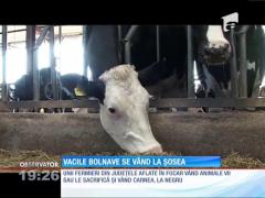 Vacile bolnave se vând la șosea