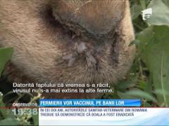 Fermierii vor vaccinul contra virusul limbii albastre pe banii lor