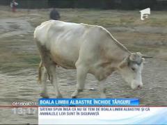 Boala limbii albastre închide târguri