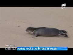 Patru de pui de focă, abandonaţi de mame, eliberaţi în ocean