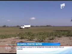 Cu barca în Delta Dunării