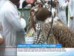 INEDIT! Concurs de frumusețe pentru... șoimi