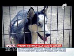 Prieteni din lumea celor care nu cuvântă