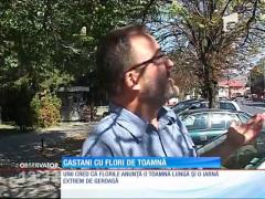 Castani înfloriţi la Odorheiul Secuiesc