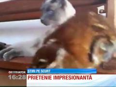Prietenie impresionantă între o pisică și o bufniță