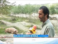 Sute de oi doborâte de boala limbii albastre