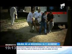 Călăul din Mogoşoaia va fi incinerat