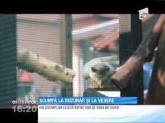 Pisica bengaleză, cea mai scumpă rasă din lume