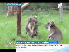 Bătaie între doi urși koala!