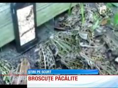 Broscuţele care privesc fascinate ecranul unui smartphone