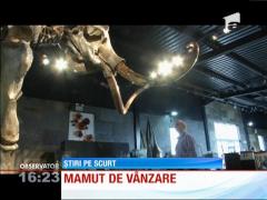 Schelet de mamut scos la licitaţie