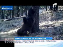 E REAL! Ursul Baloo din Cartea Junglei există