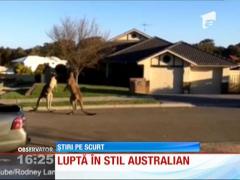 Luptă în stil australian între doi canguri