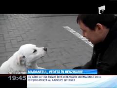 Maidanezul, vedetă în benzinărie