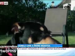 Câinele care a învins moartea