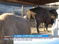 Au mai murit doi zimbri din rezervaţia Haţeg