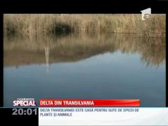 Special! Delta din Transilvania