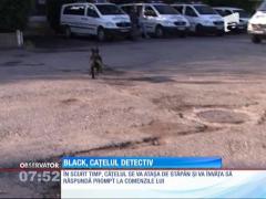 Black, cățelul detectiv