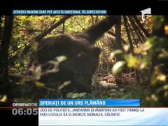 Speriați de un urs flămând