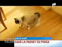 Casă vândută la pachet cu pisica
