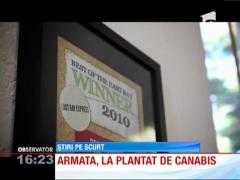 Incredibil! Armata va cultiva, începând de anul viitor, MARIJUANA