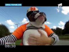 Video haios! Un bulldog este din cale afară de politicos