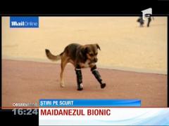 Maidanez bionic