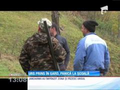 Urs prins în gard, panică în şcoală