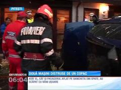 Un şofer a rupt un copac cu maşina