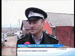 Un bărbat din Codlea îşi ţine caii în condiţii înfiorătoare